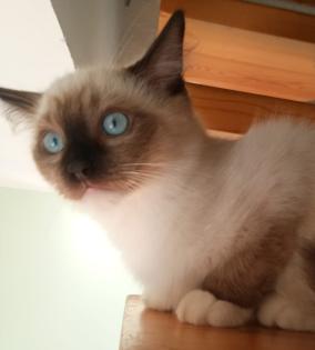 Kleine wunderschöne Kater mit türkisen Augen