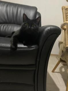 BKH DECKKATER