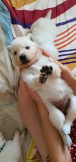Berger Blanc Suisse langstock