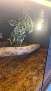 XXL TERRARIUM Wand - super Königspython Terrarien