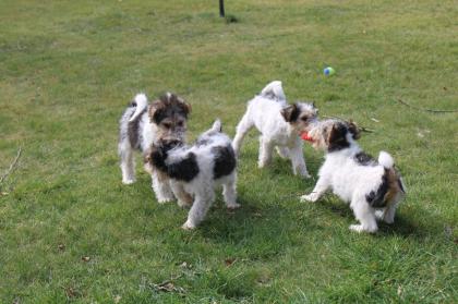 Drahthaar Foxterrier Welpen.