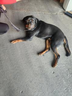 Rottweiler Rüde abzugeben