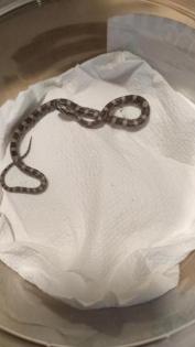 Kornnatterbabys 6/2021
