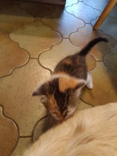 Katzenbabys abzugeben