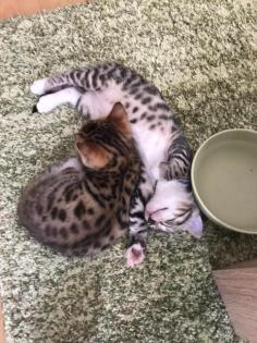 Bengal mix suchen Dosenöffner