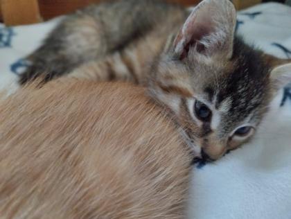 5 süße Kitten suchen ein liebevolles Zuhause