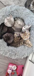 BKH Kitten
