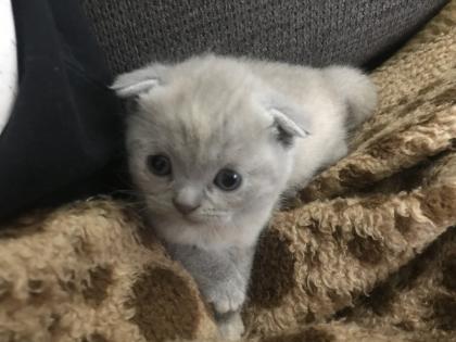 Scottish fold Kitten britisch Kurzhaar Bkh