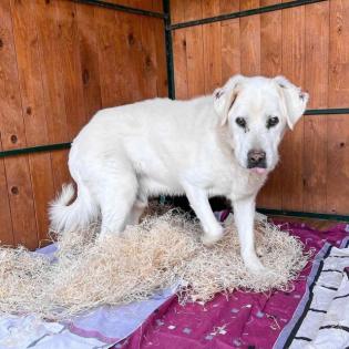 Duke. leidet im Tierheim, er sucht ein schönes Körbchen
