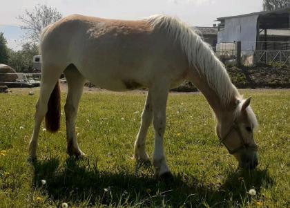 2-jährige Haflinger Stute