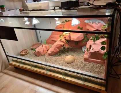 Bartagame Snow weiblich mit Terrarium 1, 20 x 0, 60 x 0, 60 m