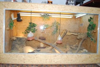 Komplette Bartagamen - Zucht und Hobby incl. 2 Weibchen, Bock, Babys, Terrarien,
