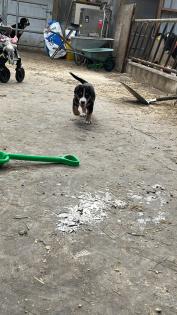 Schweizer Sennenhund Welpen