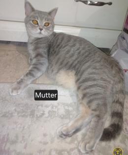 Zuckersüße BKh Kitten reinrassig abgabebereit