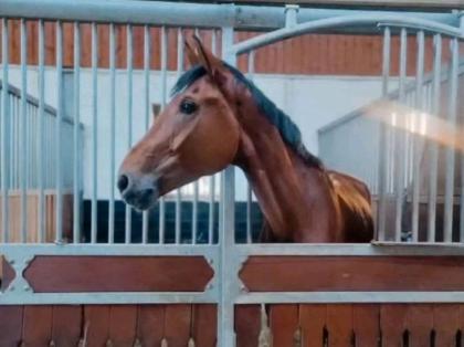 Reitbeteiligung 2 - 3 x Woche PsR Springpferd