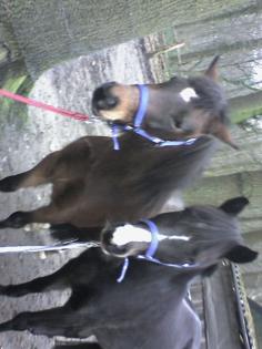 2 REINRASSIGE WESTFÄLISCHE REITPONY mutter und tochter ZUVERKAUFEN SONST KOMME