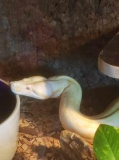 Kaiserboa / Boa Constrictor Imperator / Albino mit Terrarium