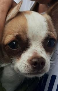 Chihuahua Charlie Rüde