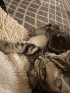 Bkh kitten Silver Classic tabby