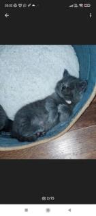 Wunderschöne Bkh kitten suchen neue Dosenöffner