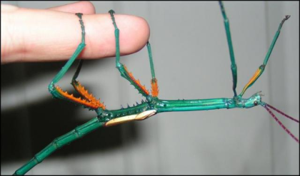 Insekten Phasmiden Stabschrecken oder auch verschiedene Blätter Jungtiere Eier