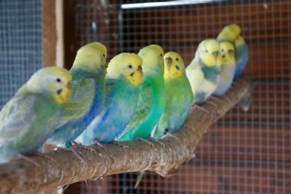 Junge und Zuchtreife Wellensittiche, Rainbow, TCB