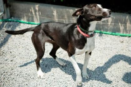 Dora - wenn sie noch länger auf der Straße hätte bleiben müssen, wäre sie e