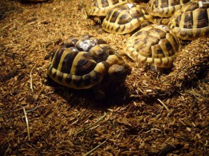 Griechische Landschildkröten THB NZ 2021