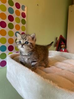 Reinrassige BKH Kitten 2 Katzen bereits reserviert