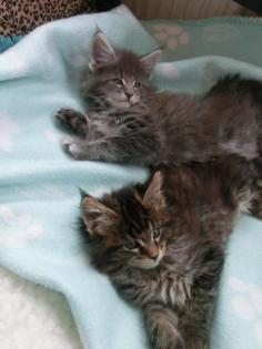Tolle Maine Coon Kitten, mit schönen Luchspinseln