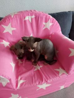 Sphynx katze