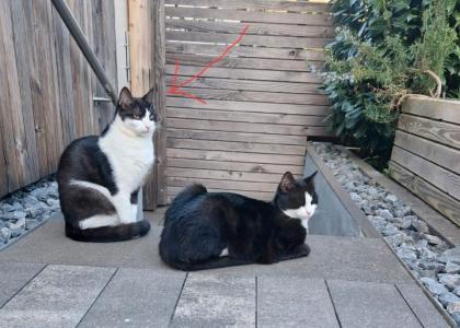 Finderlohn Kater Katze entlaufen/ verschwunden