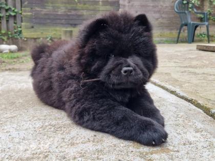 Schwarze Chow Chow Welpen