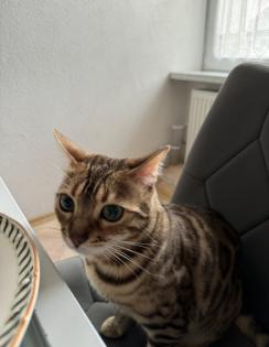 Bengalkatze sucht dringend neues Zuhause