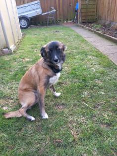 Border Collie Julia Julia ist Mischlingshund, Mutter Border Collie, Vater Border Terrier. 7 Monate