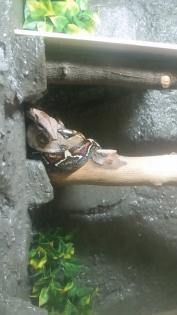 Boa zu verkaufen/ggf mit Terrarium
