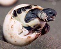 Junge Griechische Breitrandschildkröten zu verkaufen
