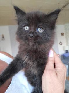 Katzenbabys Mix