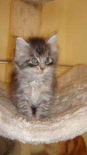 Maine Coon Kater mit Stammbaum