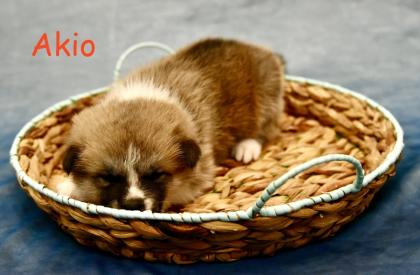 Reinrassige Akita Inu Welpen mit Papieren der Elterntiere