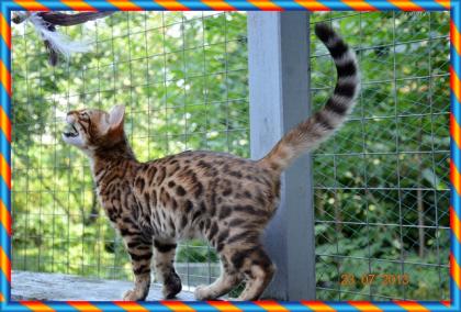 Bengal Kitten