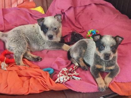 Australien Cattle Dog Welpen