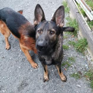 Schäferhund Malinois
