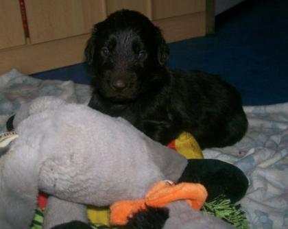 Typvolle, wunderschöne FLAT COATED RETRIEVER WELPEN