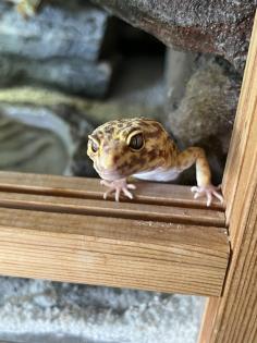 Terrarium mit 3 Leopardgeckos -vollausgestattet Zubehör