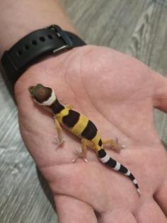 Nachzuchten Leopardgeckos