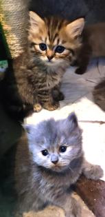BKH und BLH Kitten suchen liebevolles Zuhause