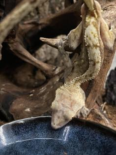 Kronengecko Männchen mit Terrarium