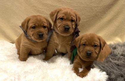 Schöne Labradorwelpen in dunklem foxred Labrador Welpe Abgabe ab Anfang Juni 2025 Wurfankündigun