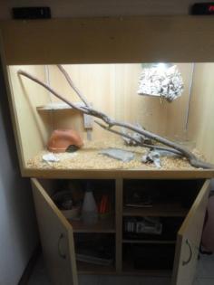 Königsphyton zu verkaufen inkl. Terrarium